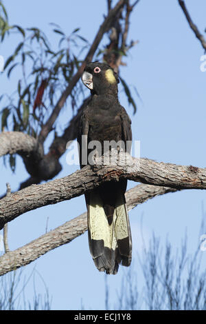 Yellow-tailed black Cockatoo, thront Calyptorhynchus Funereus einzelnes Männchen Stockfoto