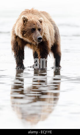 Weibliche Braunbären im Gezeitenbecken stehen, auf der Suche nach Muscheln am Strand am Lake-Clark-Nationalpark Stockfoto