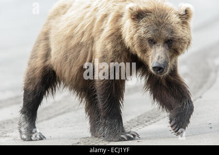 Weibliche Braunbären Spaziergänge am Strand bei Lake-Clark-Nationalpark Stockfoto