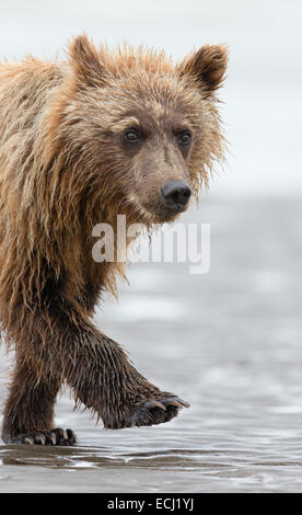 Alaskan Brown Bear Cub Spaziergänge am Strand bei der Suche nach Nahrung mit seiner Mutter. Stockfoto