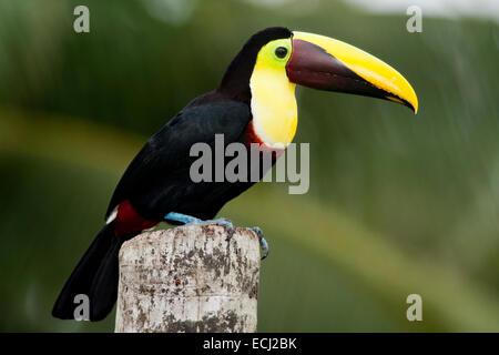 Yellow-throated Toucan (Ramphastos ambiguus) - La Laguna del Lagarto Lodge - Boca Tapada, San Carlos, Costa Rica Stockfoto