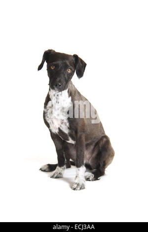 Jack Russell Zwergpudel Kreuz, rasiert, vor einem weißen Hintergrund für Ausschnitt vorbereitet. Stockfoto