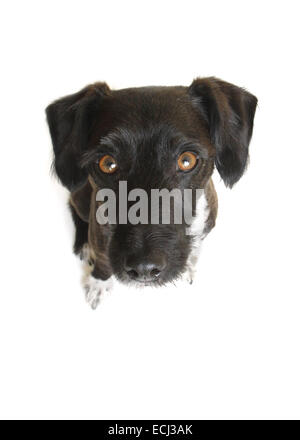 Jack Russell Zwergpudel Kreuz, rasiert, vor einem weißen Hintergrund für Ausschnitt vorbereitet. Stockfoto