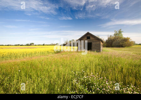 Alte Scheune in hohe Gräser mit blauen Himmel und Wolken. Stockfoto