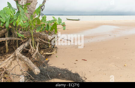 Mangrovewurzeln und Kanu auf dem sandigen Strand Christiaankondre, Galibi, Surinam Stockfoto