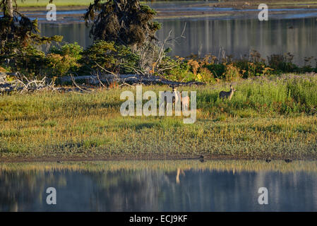 Mule Deer Morgen, Sparks Lake bei Sonnenaufgang in der Nähe von Stadt von Bend, Central Oregon, USA Stockfoto