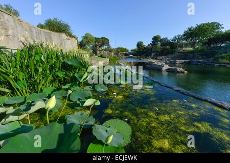 Frankreich, Herault, Servianischen, Saint Adrien Hotelgarten, eingestuft als Jardin Remarquable (bemerkenswert Garten), angelegten Garten in einer Karriere, die aus dem Mittelalter, massiv aus Lotusblumen auf einer Strecke von Wasser in Terrassen angelegt Stockfoto