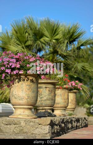 Frankreich, Herault, Servianischen, Saint Adrien Hotelgarten, klassifiziert als Jardin Remarquable (bemerkenswert Garten), Landschaftsgarten angelegt in einer Karriere, die aus dem Mittelalter, Reihe von Gläsern in Terra-Cotta von Geranien gepflanzt Stockfoto