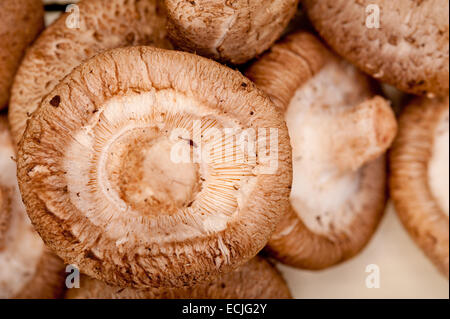 frische Shiitake-Pilze auf einem rustikalen Holztisch Stockfoto