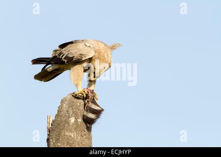 Kenia, Masai Mara Wildreservat, Tawny Adler (Aquila Nipalensis), Fütterung Stockfoto