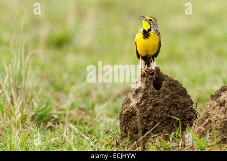 Kenia, Masai Mara Wildreservat, gelb-throated Longclaw (Macronyx Croceus), singend auf einem Termitenhügel Stockfoto