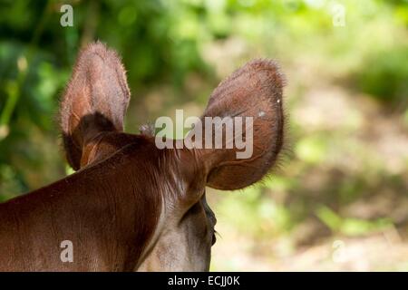 Frankreich, Mainet Loire Doue La Fontaine Zoo, Okapi (Okapia Johnstoni) Stockfoto