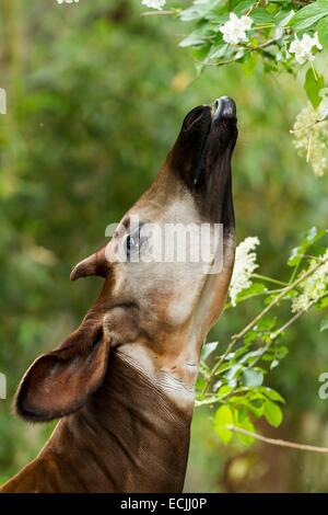 Frankreich, Mainet Loire Doue La Fontaine Zoo, Okapi (Okapia Johnstoni), Fütterung Stockfoto