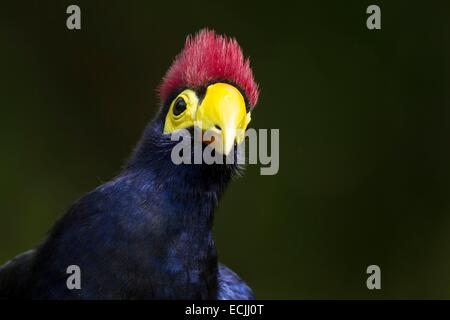 Frankreich, Mainet Loire, Zoo Doue La Fontaine, Ross Turaco (Musophaga Rossae) Stockfoto