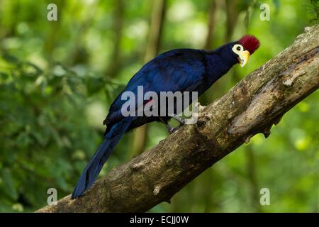 Frankreich, Mainet Loire, Zoo Doue La Fontaine, Ross Turaco (Musophaga Rossae) Stockfoto