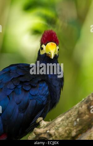 Frankreich, Mainet Loire, Zoo Doue La Fontaine, Ross Turaco (Musophaga Rossae) Stockfoto