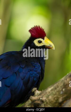 Frankreich, Mainet Loire, Zoo Doue La Fontaine, Ross Turaco (Musophaga Rossae) Stockfoto