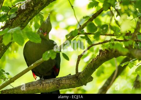 Frankreich, Mainet Loire, Zoo Doue La Fontaine, Livingstones Turaco (Tauraco Livingstonii) Stockfoto