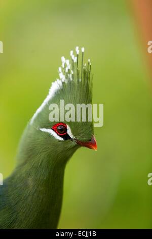 Frankreich, Mainet Loire, Zoo Doue La Fontaine, Livingstones Turaco (Tauraco Livingstonii) Stockfoto