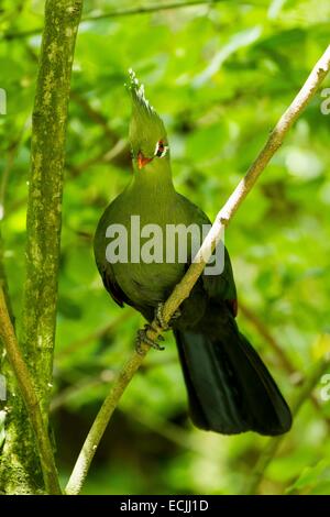 Frankreich, Mainet Loire, Zoo Doue La Fontaine, Livingstones Turaco (Tauraco Livingstonii) Stockfoto