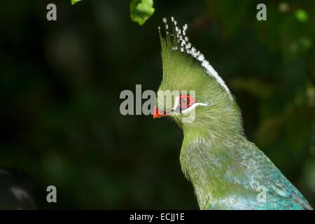 Frankreich, Mainet Loire, Zoo Doue La Fontaine, Livingstones Turaco (Tauraco Livingstonii) Stockfoto