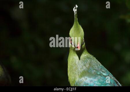 Frankreich, Mainet Loire, Zoo Doue La Fontaine, Livingstones Turaco (Tauraco Livingstonii) Stockfoto