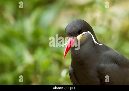 Frankreich, Mainet Loire, Zoo Doue La Fontaine, Inka Stern (Larosterna Inca) Stockfoto