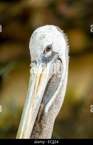 Frankreich, Mainet Loire, Zoo Doue La Fontaine, peruanischen Pelikan (Pelecanus Thagus) Stockfoto