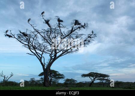 Tansania, Ngorongoro Krater, Marabou Storch (Leptoptilos Crumeniferus) Stockfoto