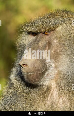 Kenia, Nakuru-Nationalpark, aufgeführt als Weltkulturerbe der UNESCO, Olive Pavian (Papio Hamadryas Anubis), Männlich Stockfoto