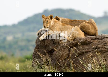 Kenia, Masai Mara Wildreservat, Löwe (Panthera Leo), unreif, die auf einem kopje Stockfoto