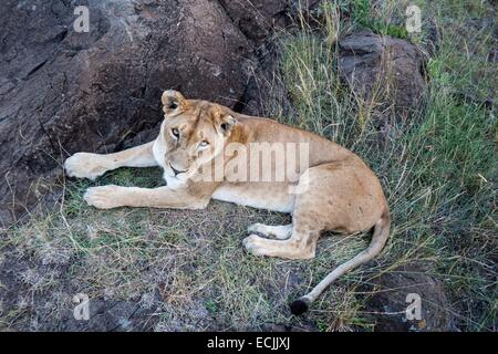 Kenia, Masai Mara Game reserve, Löwe (Panthera Leo), weibliche ruht auf einem kopje Stockfoto