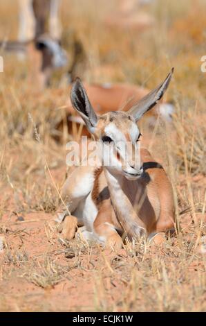 Junge Springbock (Antidorcas Marsupialis), liegen in Trockenrasen, Kgalagadi Transfrontier Park, Northern Cape, Südafrika, Afrika Stockfoto