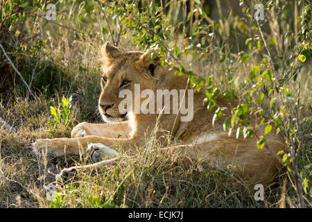 Kenia, Masai Mara Wildreservat, Löwe (Panthera Leo), junge Frau Stockfoto