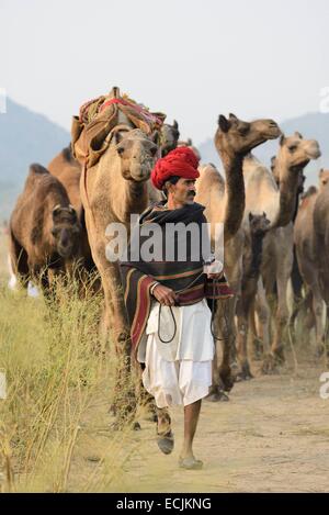 Indien, Rajasthan, auf dem Weg nach Pushkar Camel fair Stockfoto
