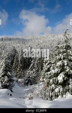 Frankreich, Vogesen, Massif du Grand Ventron, Wald, Tannen Stockfoto