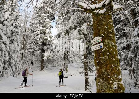 Frankreich, Vogesen, Massif du Grand Ventron, Wald, Skitouren Stockfoto