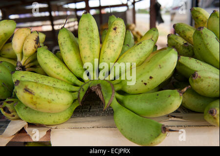 Bananen für den Vertrieb in einem am Straßenrand laden in Tamanredjo, Surinam Stockfoto