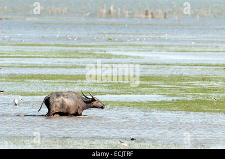 Thailand, Wasserbüffel (Bubalus beispielsweise) Stockfoto