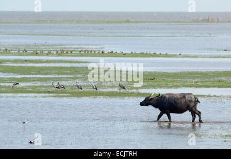 Thailand, Wasserbüffel (Bubalus beispielsweise) Stockfoto