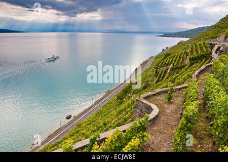 Schweiz, Kanton Waadt, Lavaux Weinbergterrassen als Weltkulturerbe der UNESCO aufgeführt, es erstreckt sich von Montreux nach Lausanne auf 32km entlang des Genfer Sees und 850ha Stockfoto