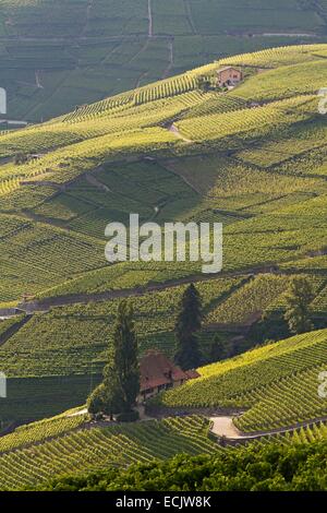 Schweiz, Kanton Waadt, Lavaux Weinbergterrassen als Weltkulturerbe der UNESCO aufgeführt, es erstreckt sich von Montreux nach Lausanne auf 32km entlang des Genfer Sees und 850ha Stockfoto