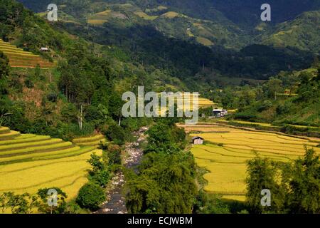 Vietnam, Ha Giang Provinz Ha Giang, Reis Verbundfolien in Terrasse Stockfoto