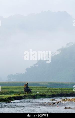 Vietnam, Lao Cai-Provinz, in der Nähe von Bac Ha, Mann Thai ethnischen Gruppe unter seinem Büffel auf die Felder Stockfoto