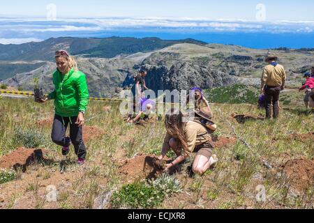 Portugal, Madeira Insel, Aufforstungsprojekt in Pico do Arieiro, in der ökologische Park von Madeira Stockfoto