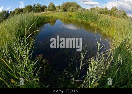 Frankreich, Doubs, natürliche, Bereich für Allan, Brognard, Schilfgürtel um einen Teich im Frühjahr Stockfoto