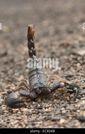 Wald-Skorpion Heterometrus Fulvipes Familie: SCORPIONIDAE, Satpura Tiger Reserve, Madhya Pradesh, Indien Stockfoto