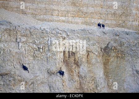 Frankreich, Doubs, Mathay, Gämse (Rupicapra Rupicapra) in einem Steinbruch arbeiten in Betrieb Stockfoto