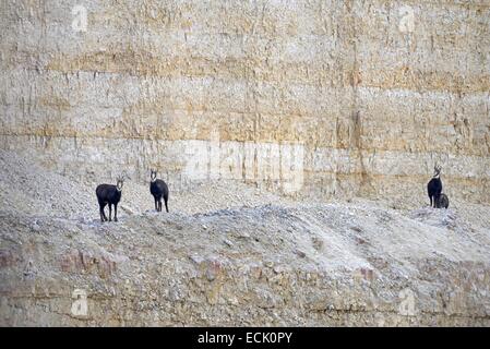 Frankreich, Doubs, Mathay, Gämse (Rupicapra Rupicapra) in einem Steinbruch arbeiten in Betrieb Stockfoto