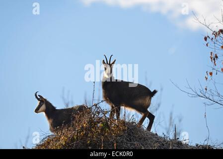 Frankreich, Doubs, Mathay, Gämse (Rupicapra Rupicapra) in einem Steinbruch arbeiten in Betrieb Stockfoto